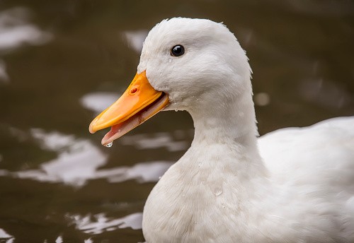 a random animal picture